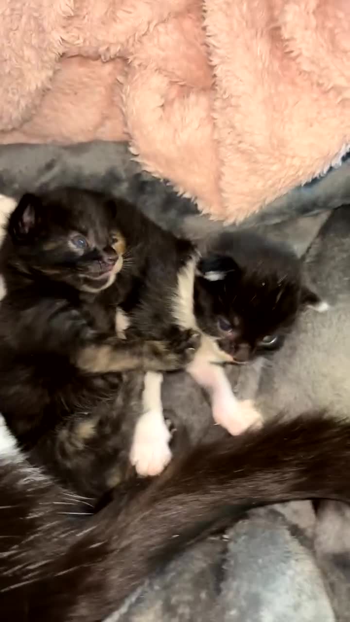 British Shorthair cats for sale: 4 kittens for rehoming.  in Swindon - Video 1