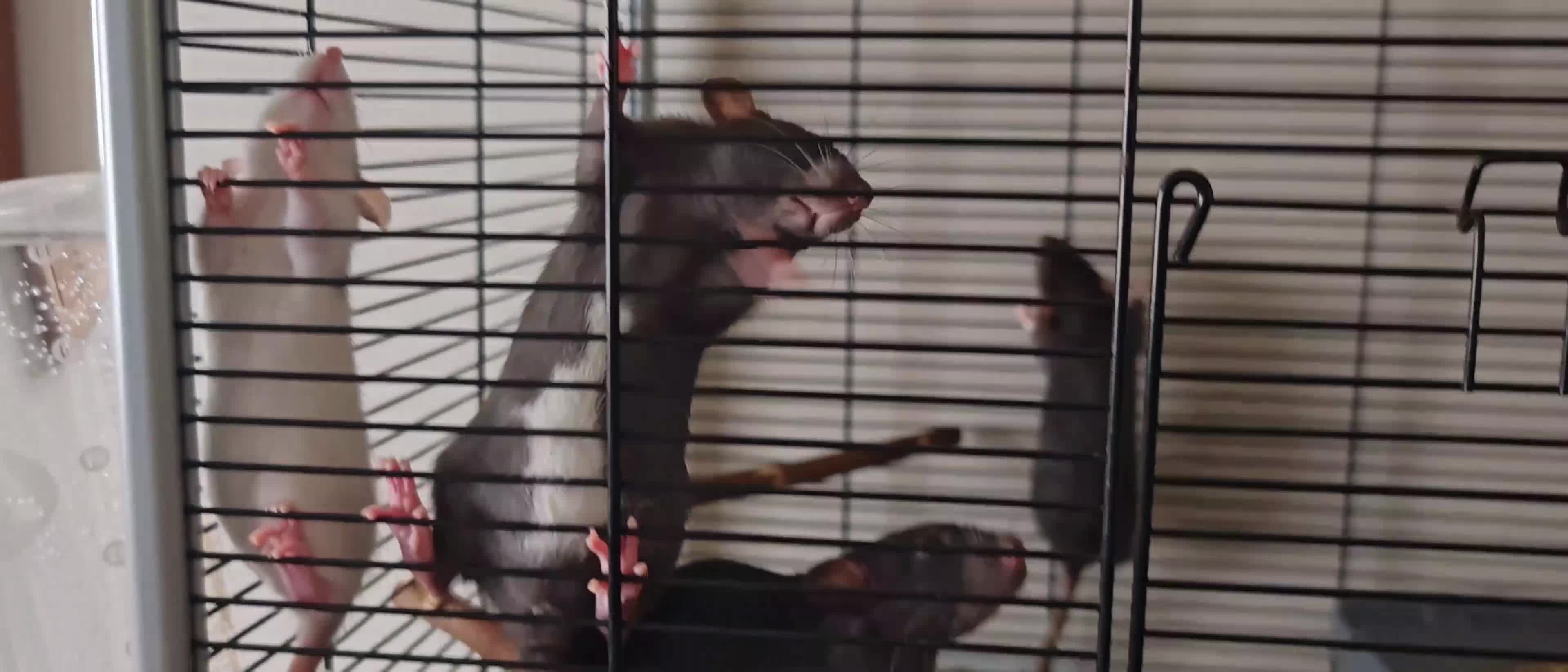 Rat rodents for sale: READY NOW! Updated. Gorgeous fancy dumbo rats - Video 1