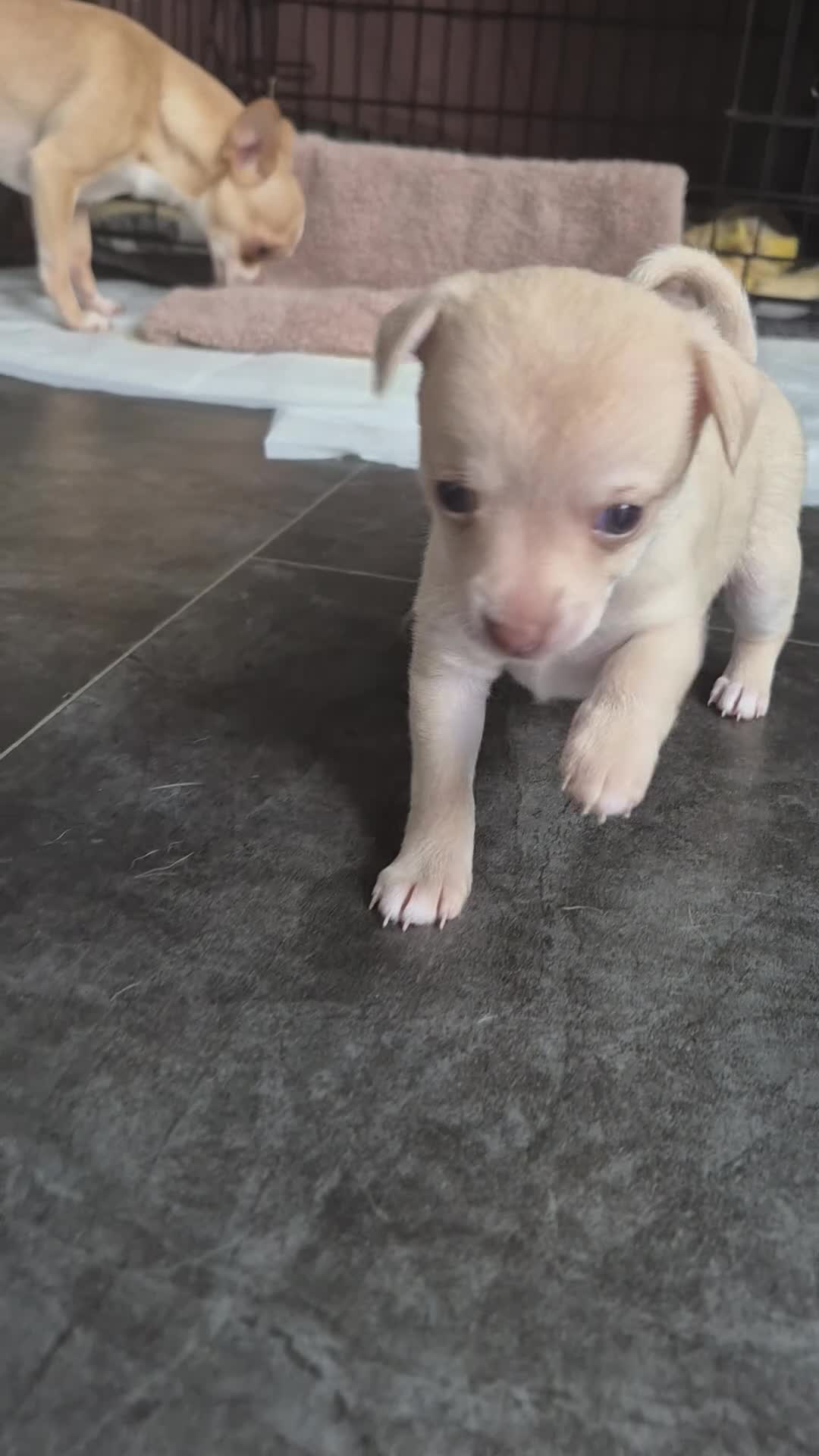 Chihuahua dogs for sale: 2 girl chihuahua left ready 10th August  - Video 4