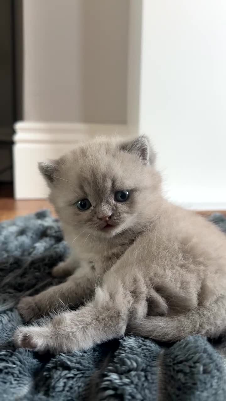British Shorthair cats for sale: Beautiful British shorthair lilac/blue - Video 2