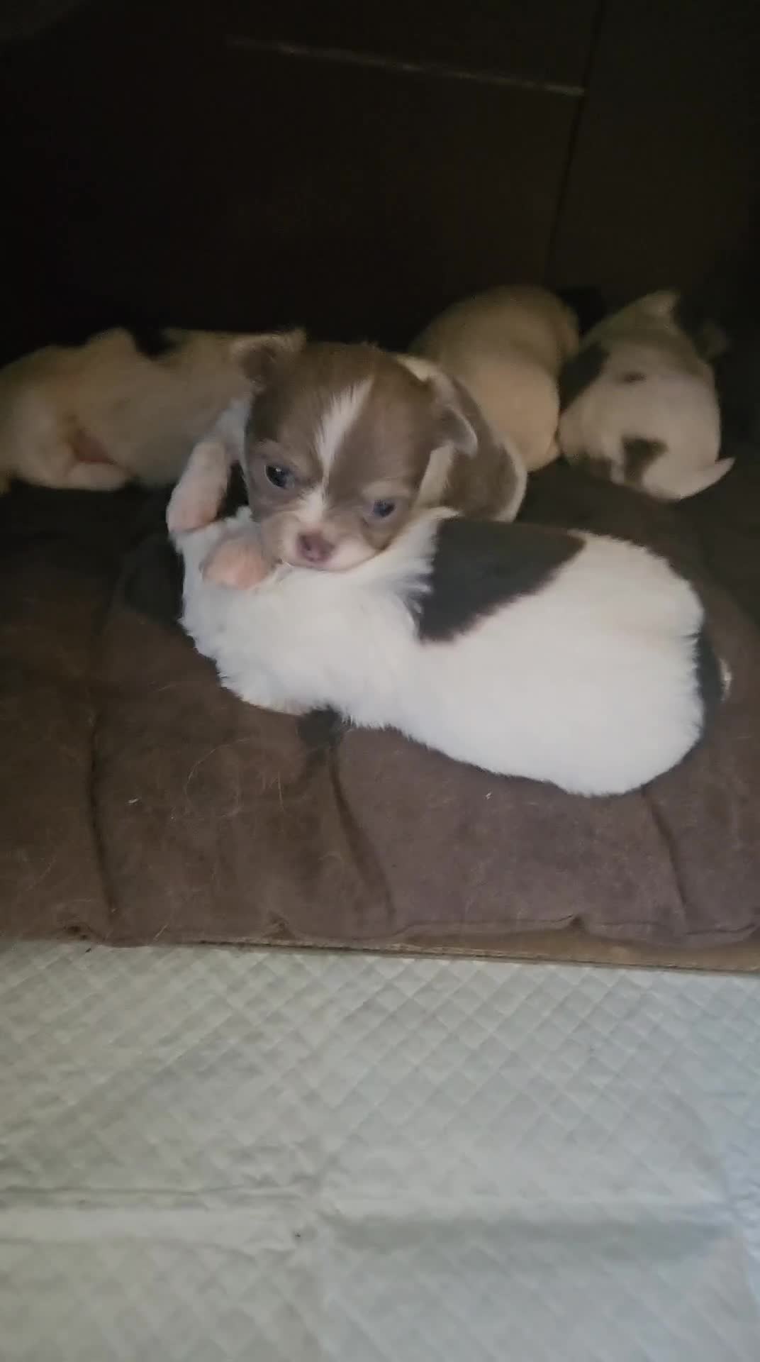Chihuahua dogs for sale: Full pedigree long coat chihuahua lilac/chocolate - Video 4