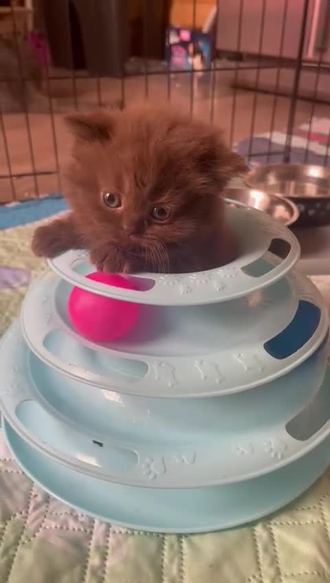 British Longhair cats for sale: Purebred Chocolate British longhair  kittens  - Video 3