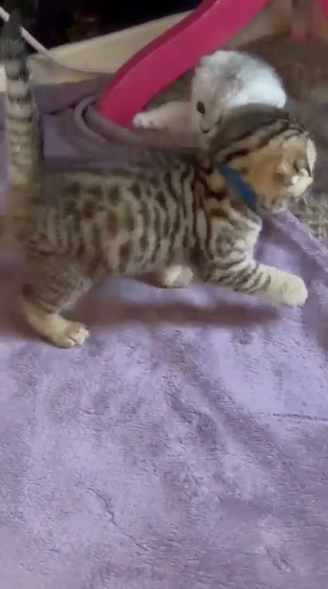 Scottish Fold cats for sale: 🐾 4 Beautiful Scottish Fold Boys 🐾 - Video 3