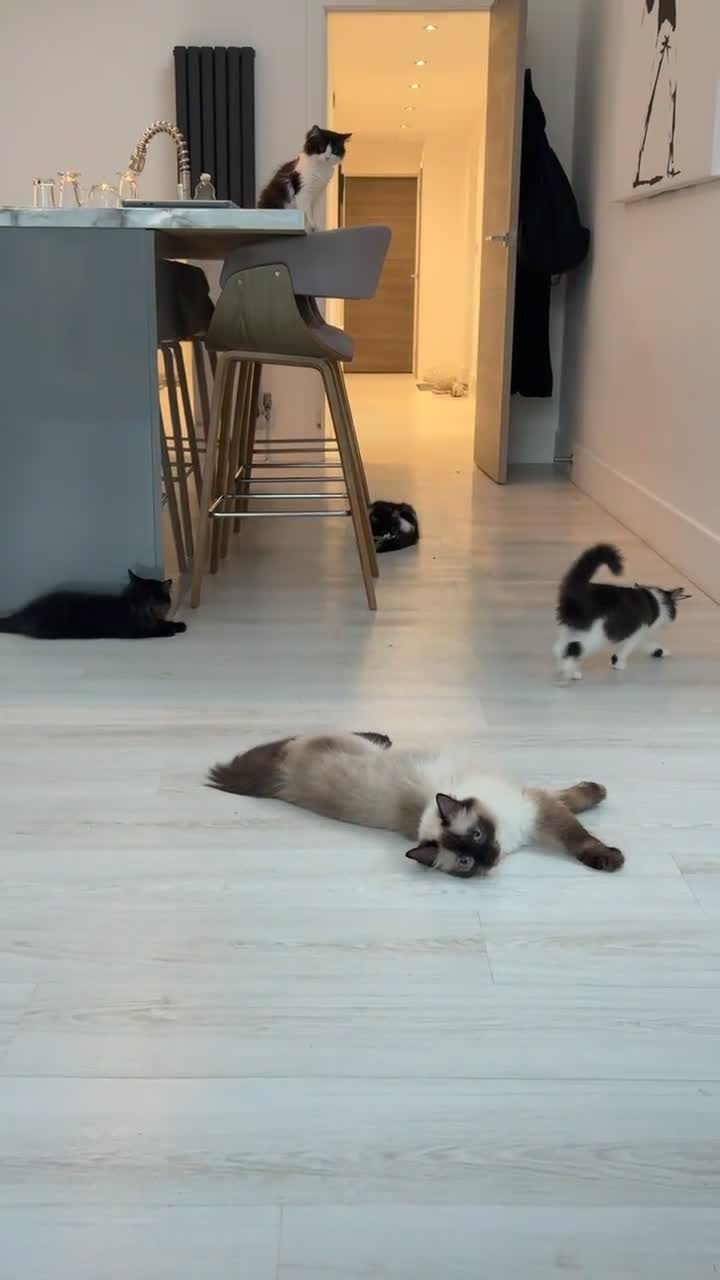 Ragdoll cats for sale: 4x Half ragdoll half mixed kittens  - Video 1