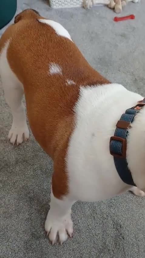 English Bulldog dogs for sale: Bulldog for permanent adoption URGENT - Video 1