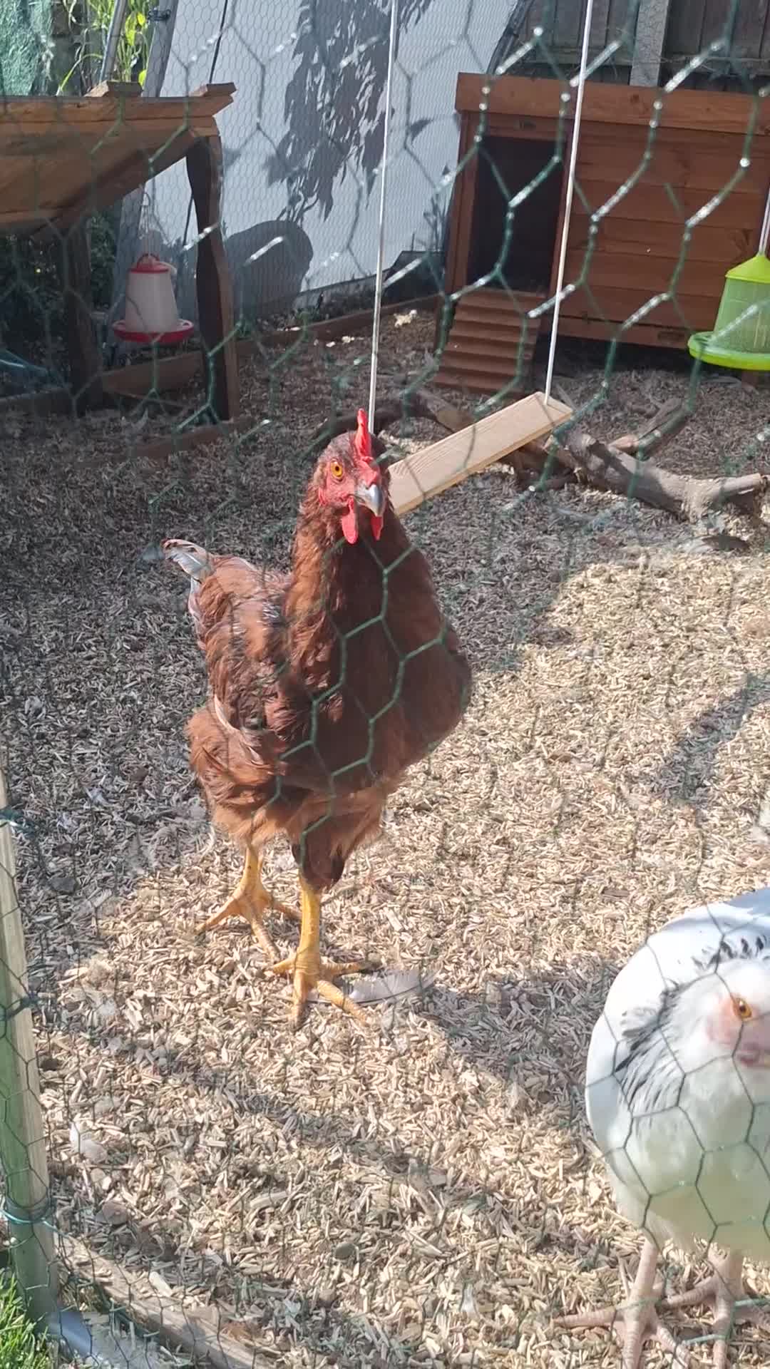 Chickens poultry for sale: Rhode Island red cockrel needs rehoming. - Video 1