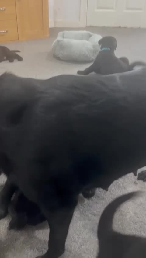 Mixed Breed dogs for sale: 6 lab cross german shepherd beautys - Video 1