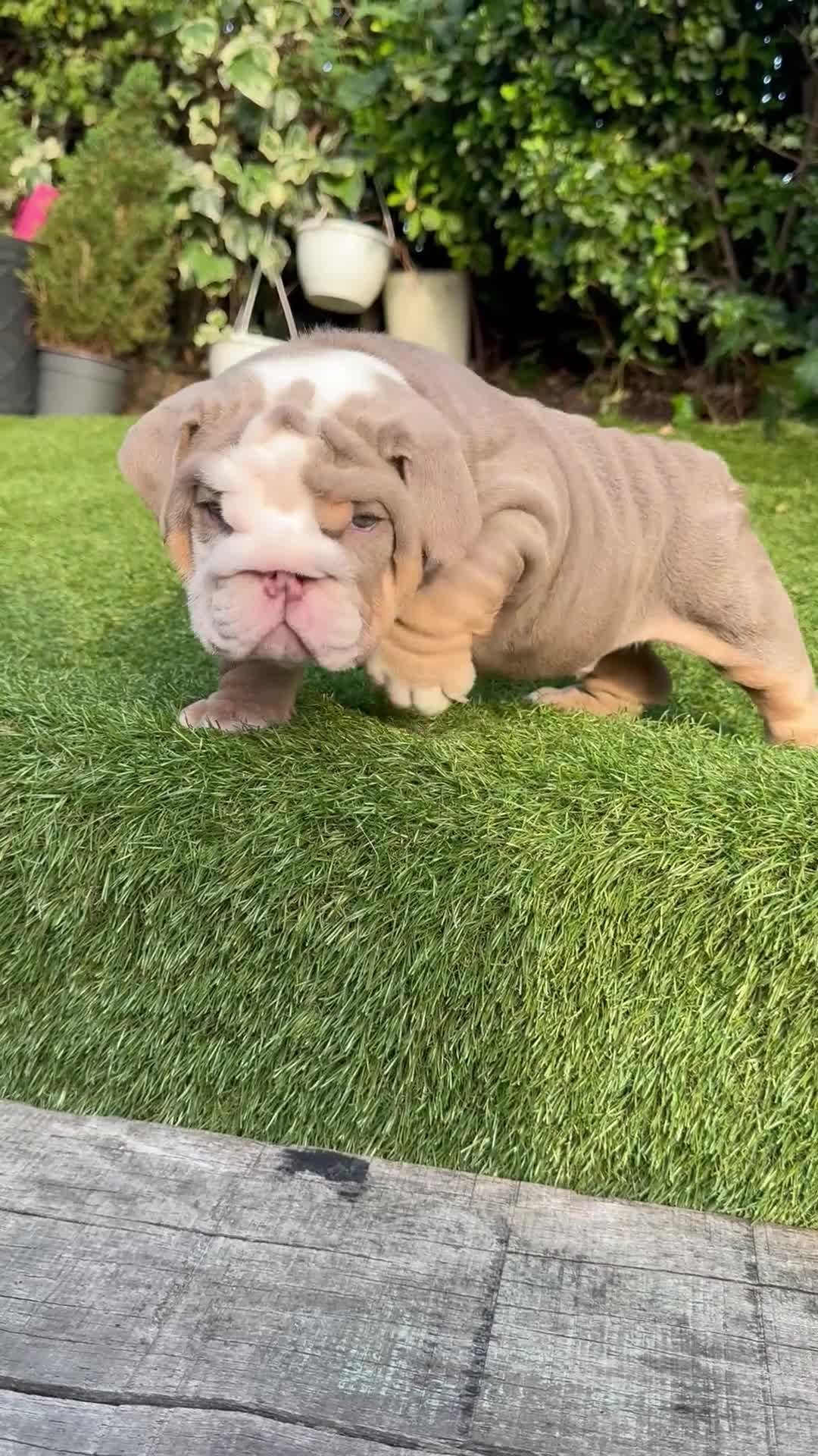 English Bulldog dogs for sale: Pistol Pete x nemisis male pup ‼️💣‼️🧬 - Video 1