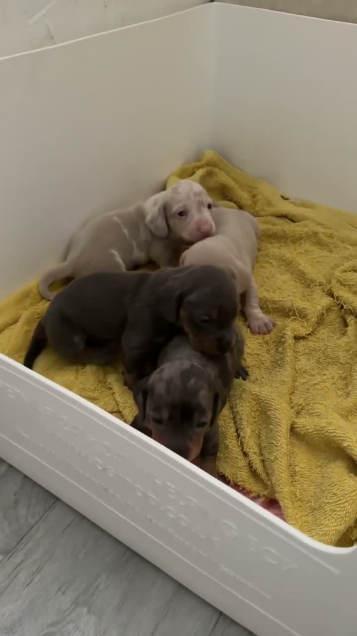 Miniature Dachshund dogs for sale: Beautiful Miniature Dachshund Puppies in Stanford-le-Hope - Video 2