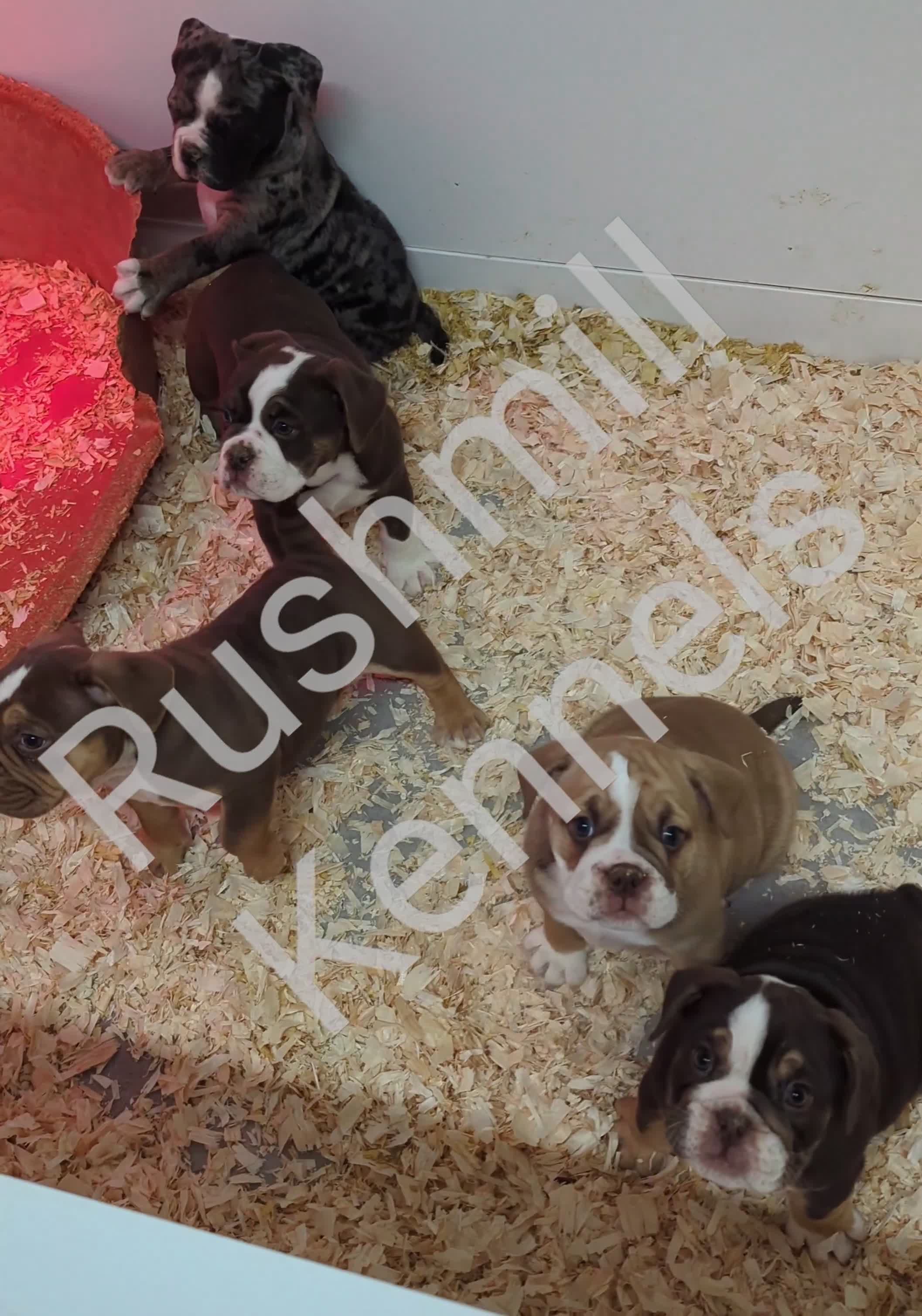 Olde English Bulldogge dogs for sale: Olde English bulldog puppies - Video 2