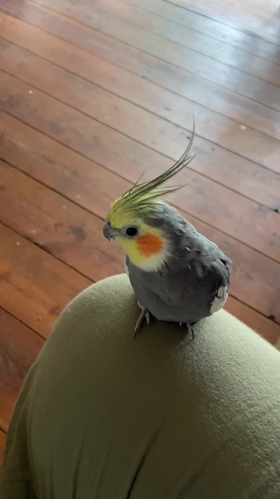 Cockatiels birds for sale: Pair of bonded male cockatiels hand reared tame - Video 3