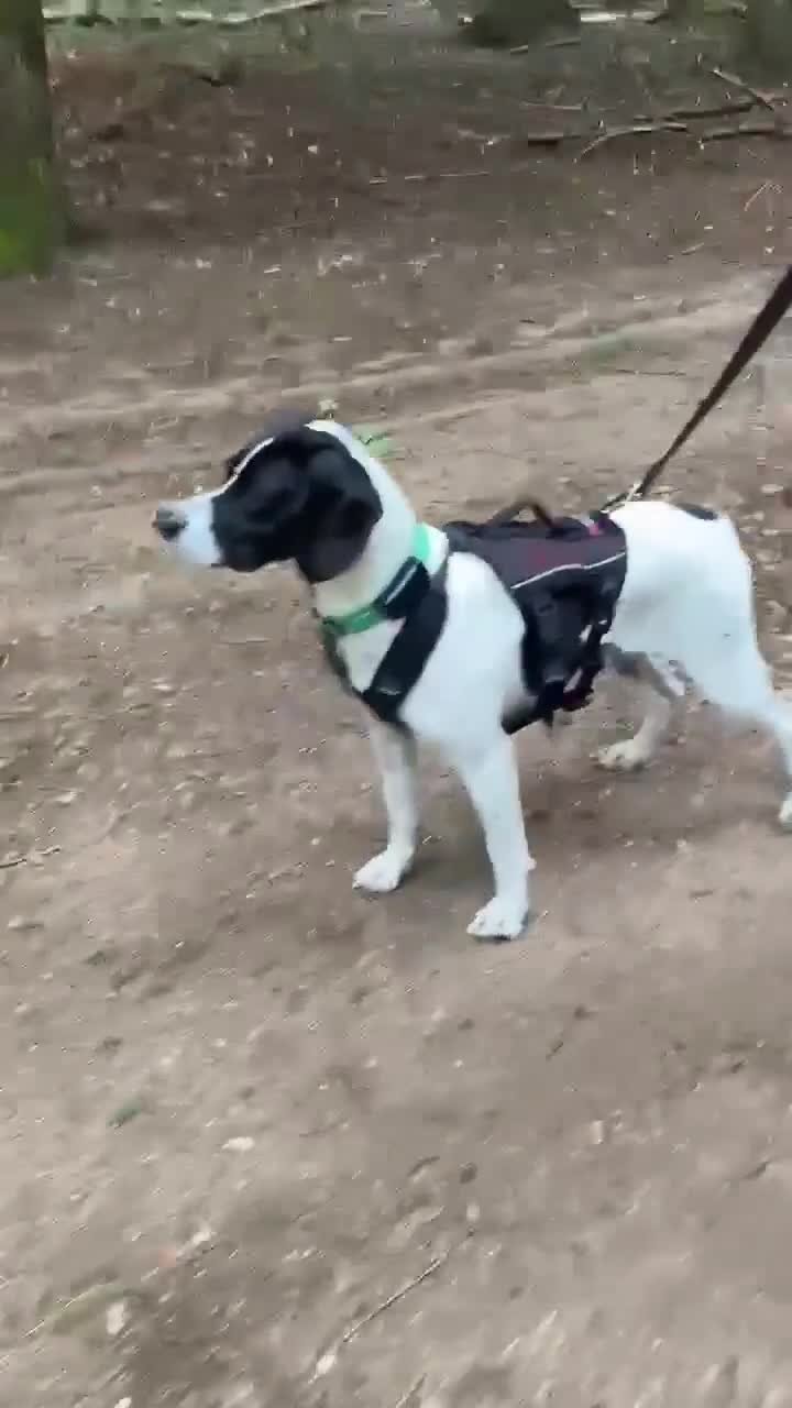 Mixed Breed dogs for adoption: Sally The Gentle Soul Waiting for Her Happy Ending in Iver - Video 1