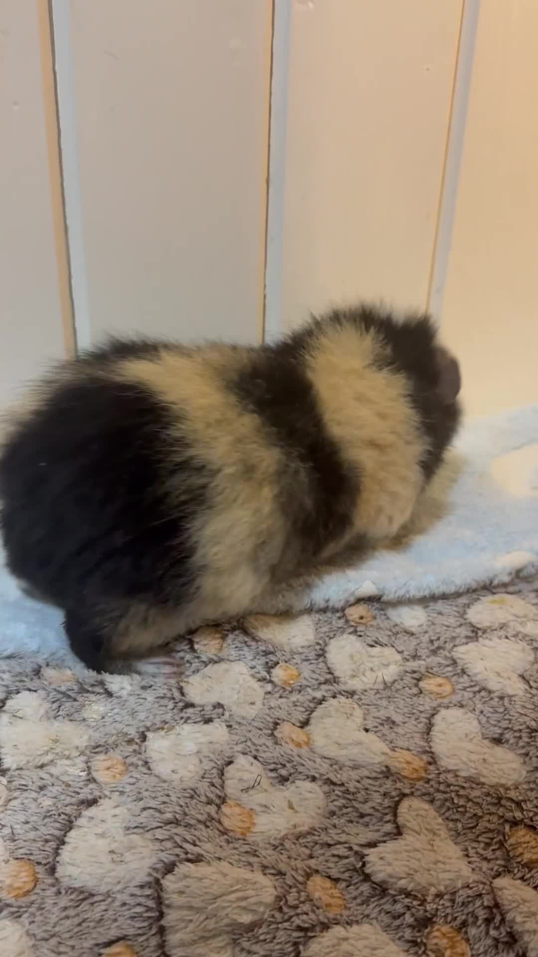 Guinea Pig rodents for sale: Bumble & Mochi Two Loving Male Guinea Pigs  - Video 3