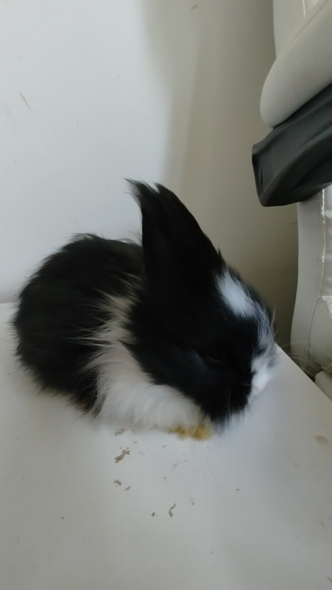 Angora rabbits for sale: 💜 Beautiful English Angora rabbits 💜 ready now  - Video 1