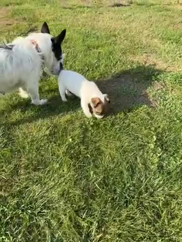 Jack Russell dogs for sale: Jack Russell puppies - Video 3