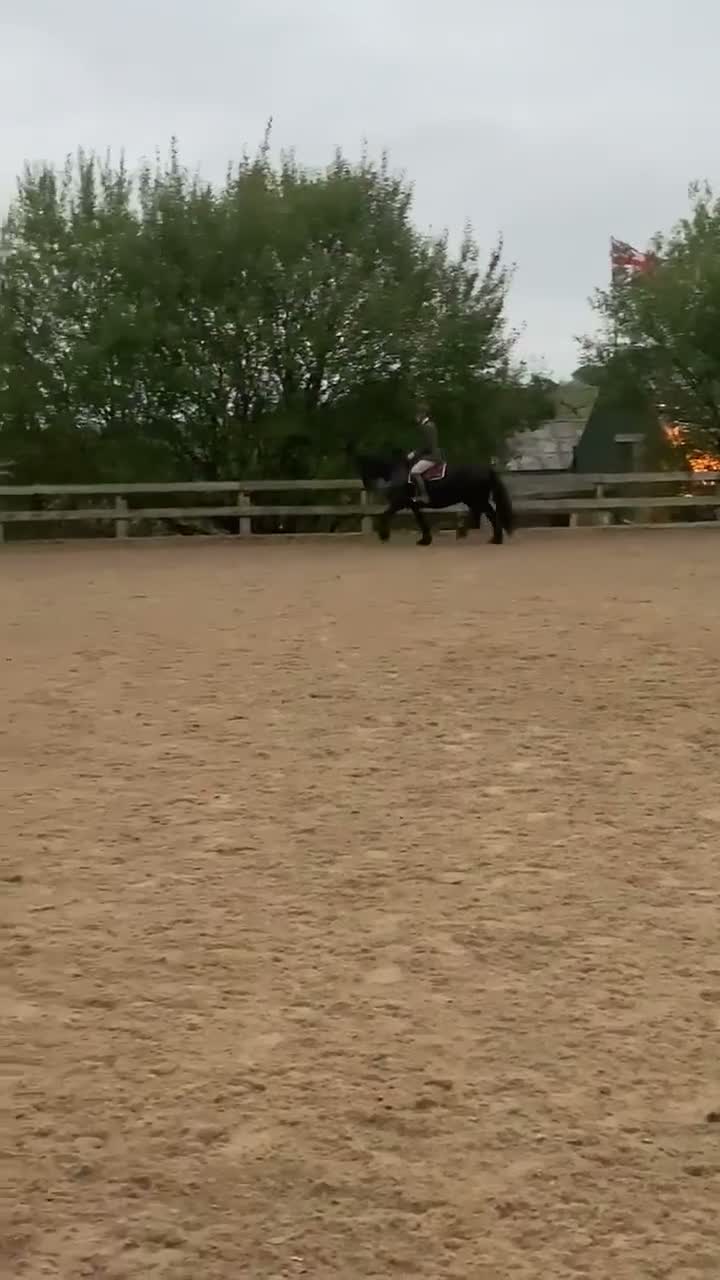 Fell horses for sale: Registered Fell Linnel Brackenbank Greenholme line in Rochdale - Video 1
