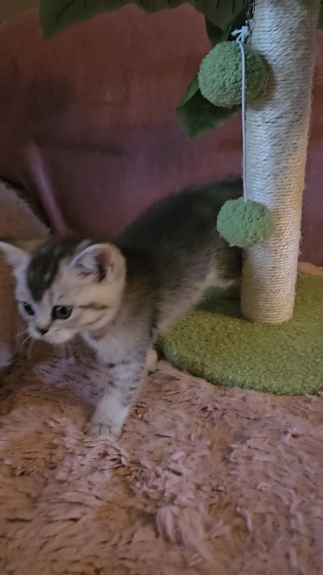 British Shorthair cats for sale: BRITISH SHORTHAIR X SCOTTISH FOLD - Video 3
