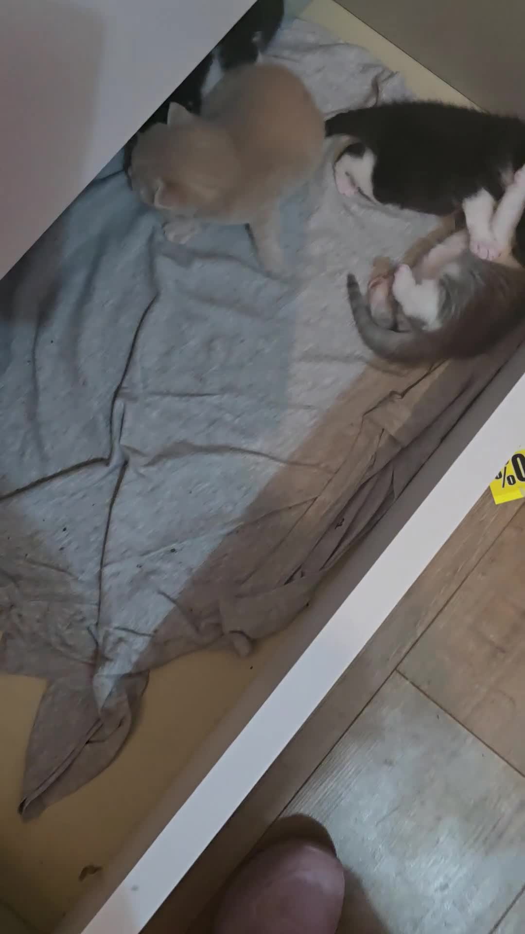 British Longhair cats for sale: Miki  - Video 2