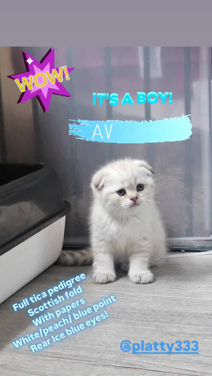 Scottish Fold cats for sale: Full TICA reg Scottish fold ready now london  - Video 5