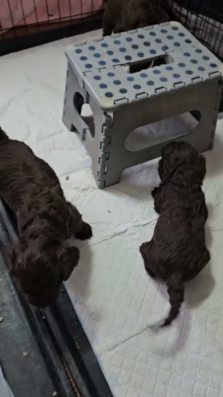 One Chocolate Cockapoo Boy Still Available – F2 for sale in Glenrothes ...