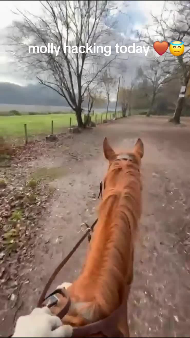 English Thoroughbred horses for sale: Super safe anyones ride - Video 1