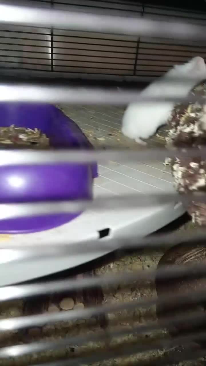 Hamster rodents for sale: I'm selling a male and female that live together   - Video 1