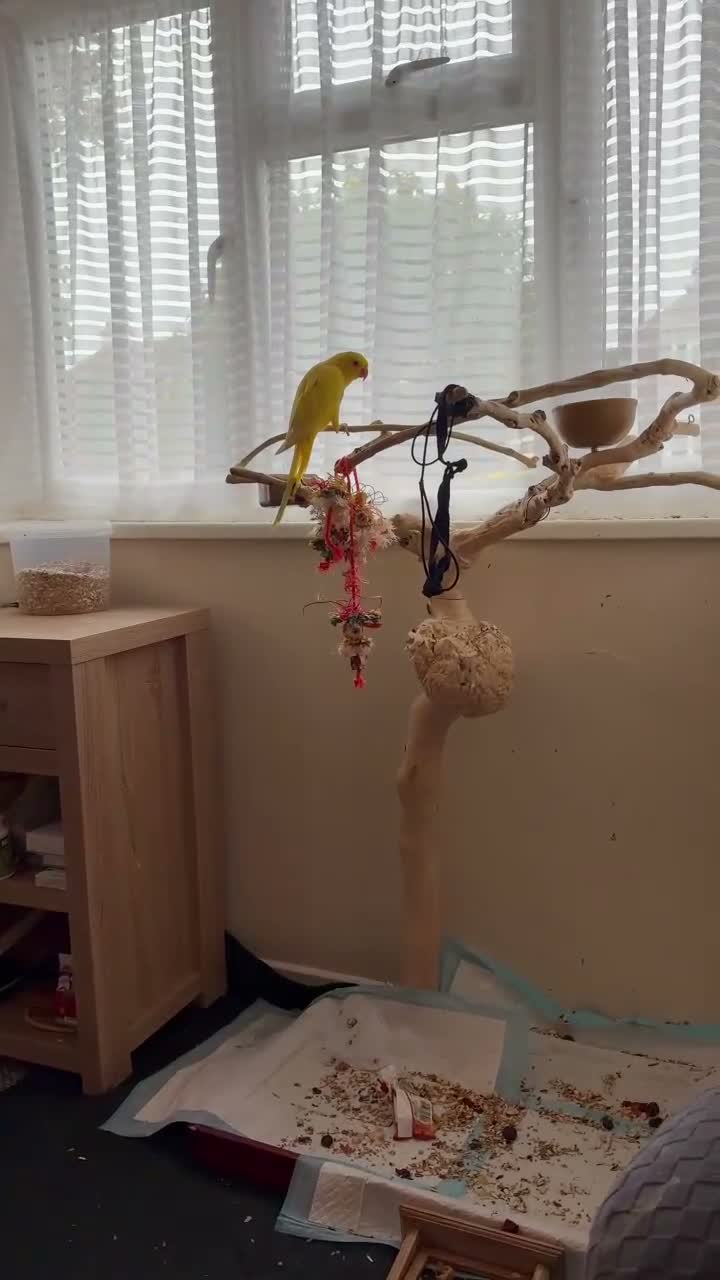 Ringnecks birds for sale: Hand time, ring ringneck in Wickford - Video 2