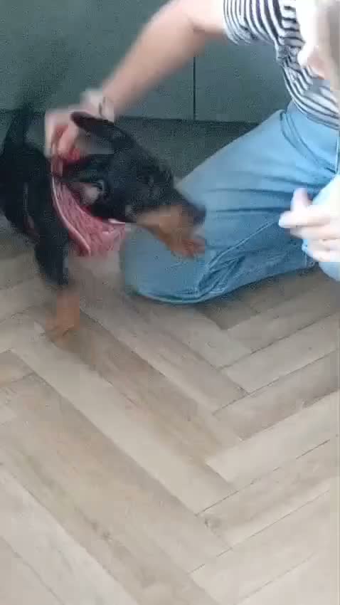 Miniature Dachshund dogs for sale: Rehoming - read carefully!  in Littlehampton - Video 1