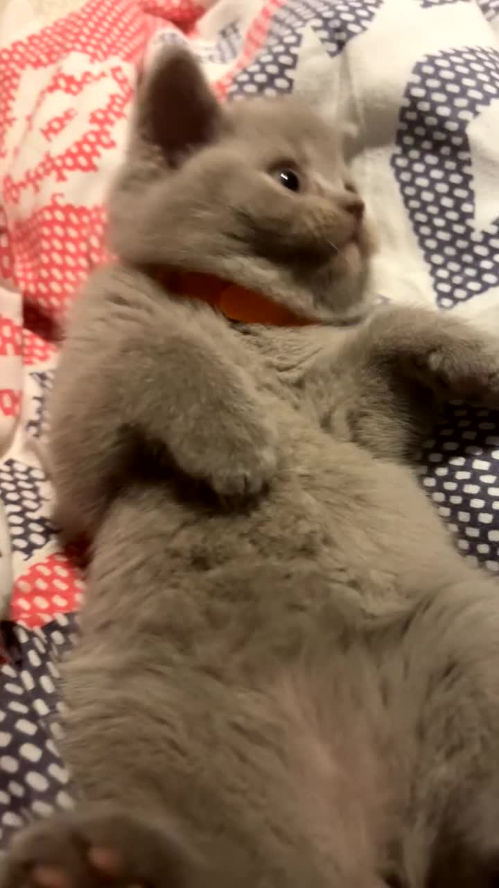 British Shorthair cats for sale: British Shorthair Kittens for Sale! Lilac & Blue! - Video 1