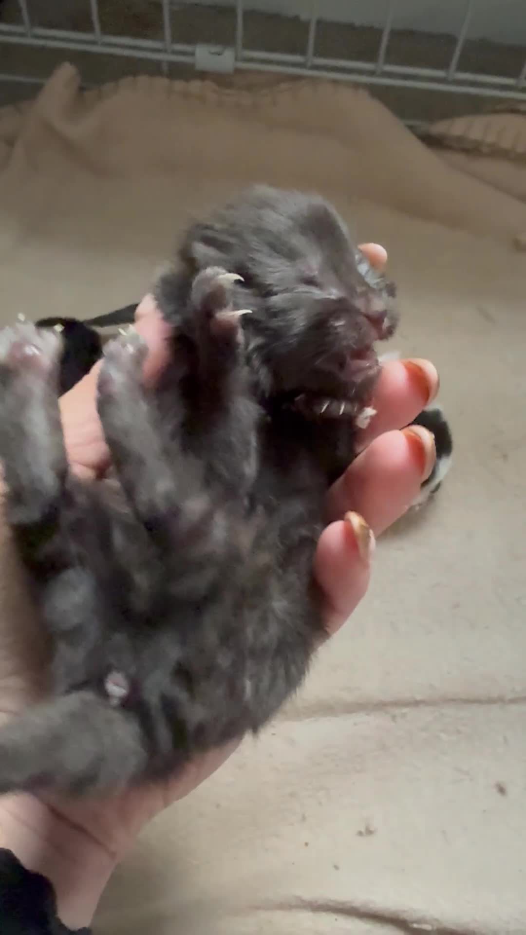 Norwegian Forest Cat cats for sale: 4 super loving fluffy kitties  - Video 4