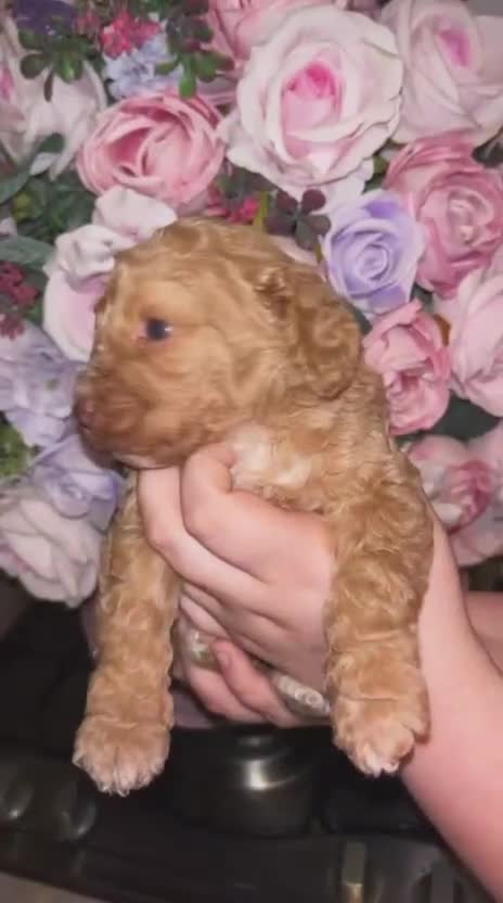 Cockapoo dogs for sale: Ready to Leave 🐶 Cockapoo Puppy’s  - Video 2