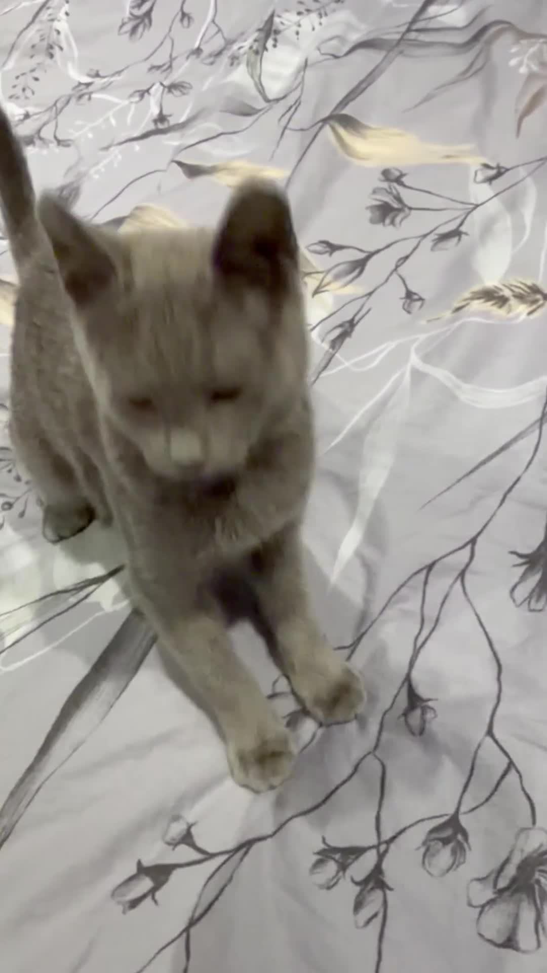 Russian Blue cats for sale: Adorable Russian blue kitten champion bloodline - Video 3