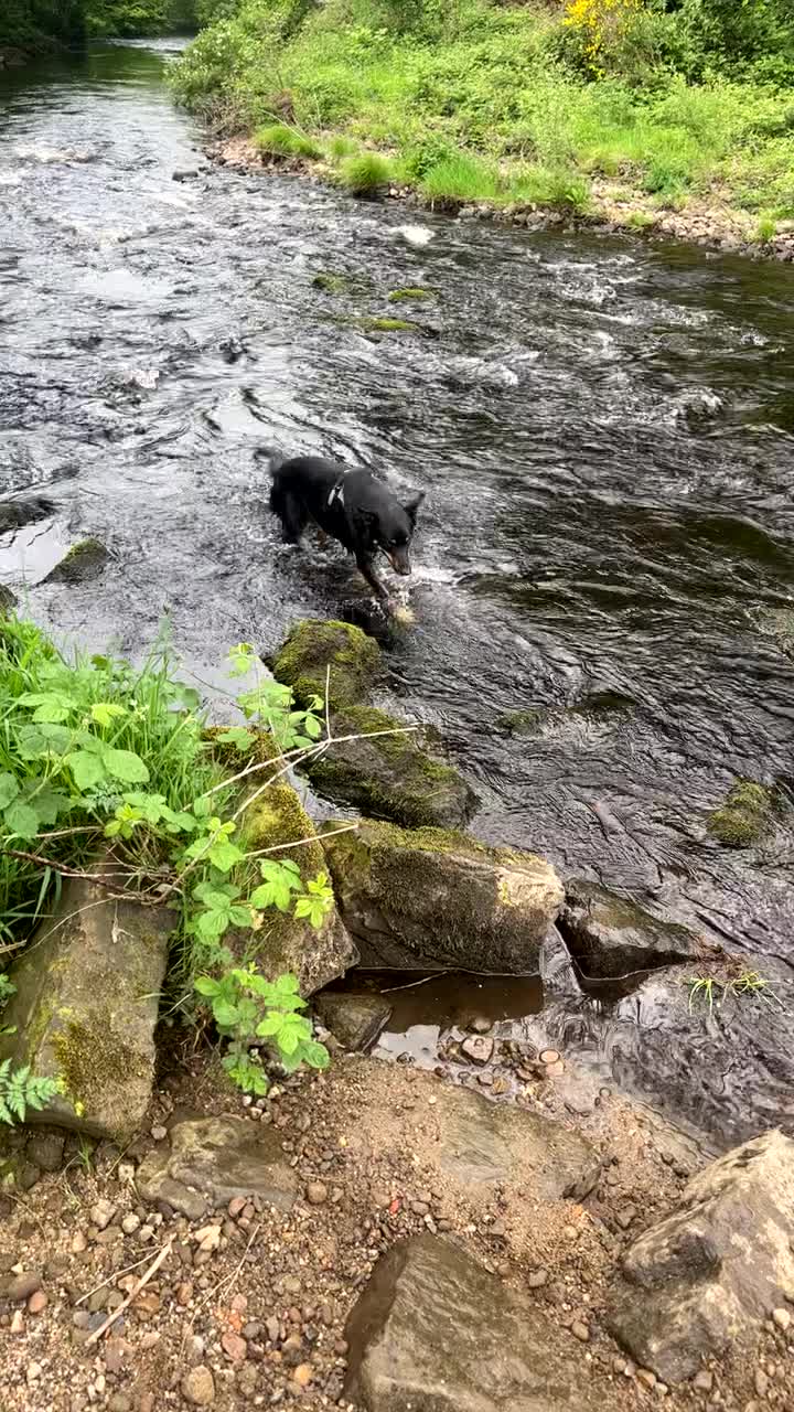 Australian Kelpie dogs for sale: Kenzo needs a rehome  - Video 1