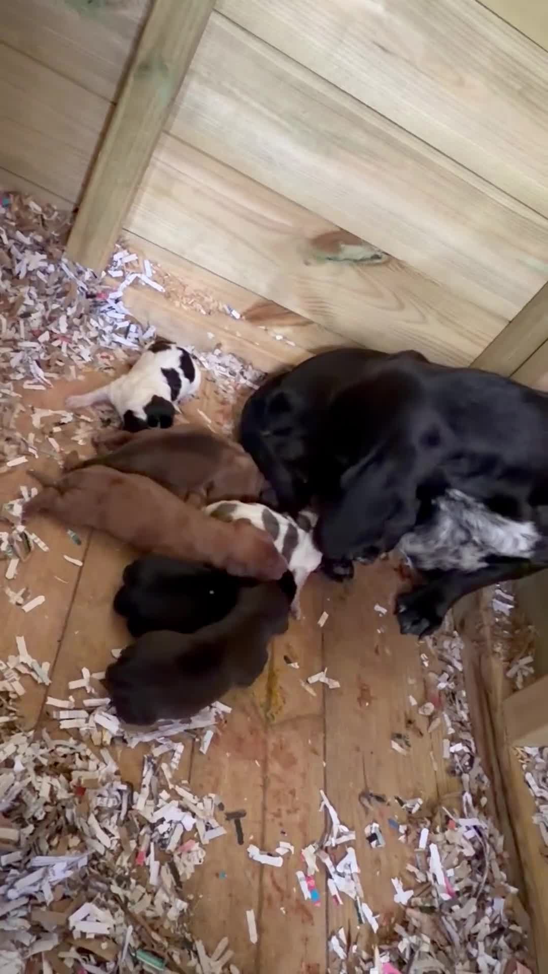 Dachshund dogs for sale: Isabella Dachshund  - Video 1