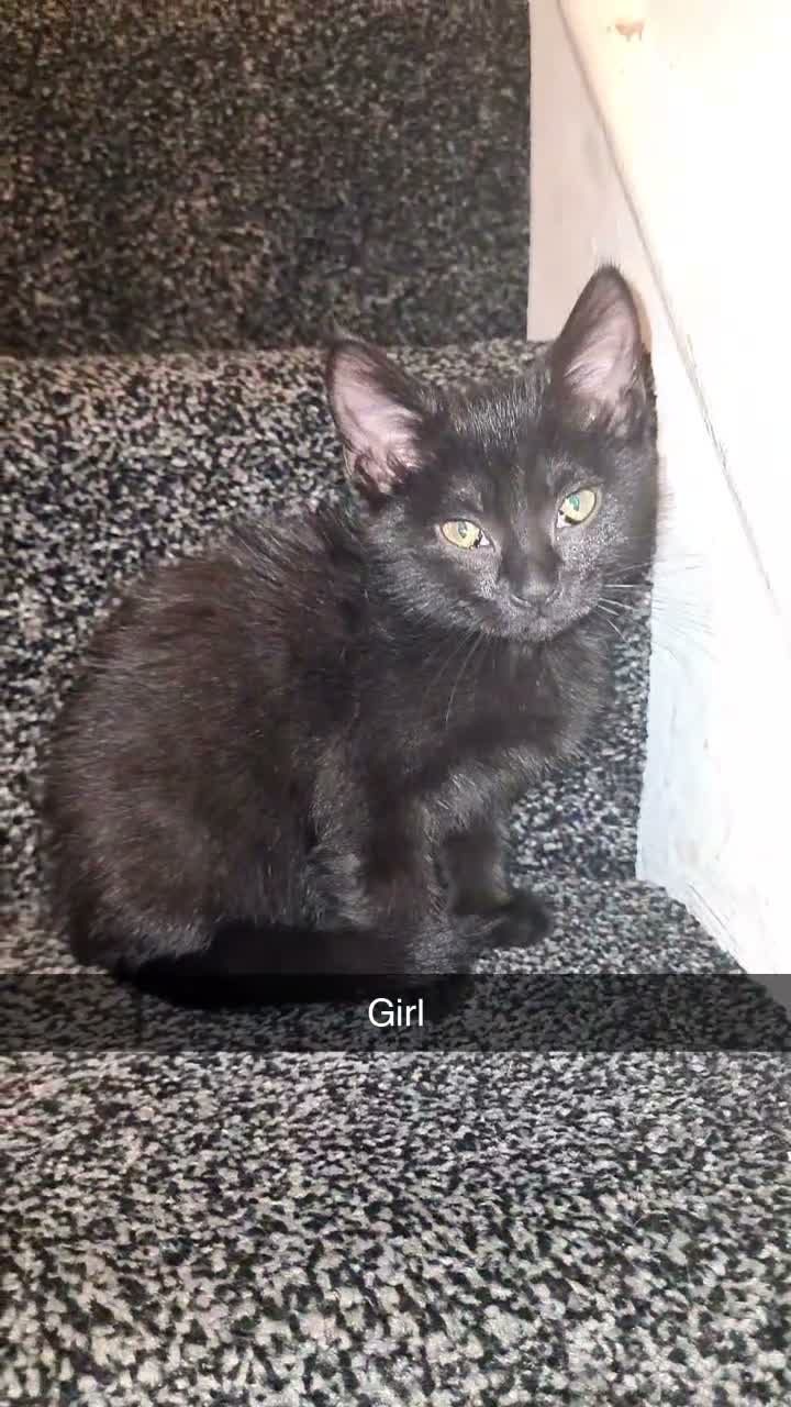 Mixed Breed cats for sale: Mother and 5 kittens  in Reading - Video 5
