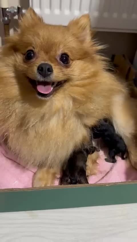 Pomeranian dogs for sale: Beautiful baby girls  - Video 2