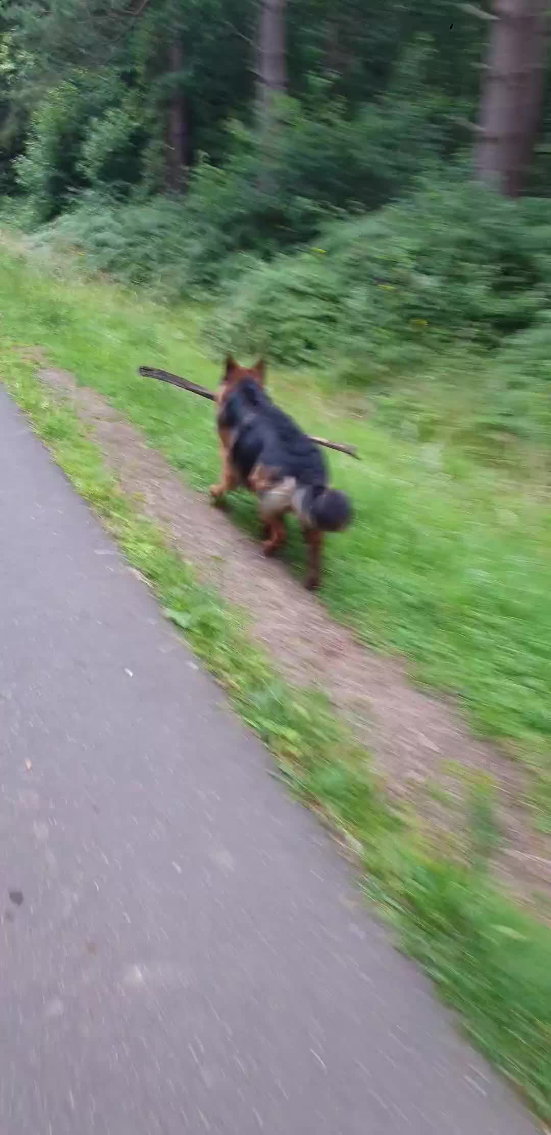 German Shepherd dogs for stud: 🐾 Beautiful Pedigree German Shepherd – Bruno 🐾 - Video 2