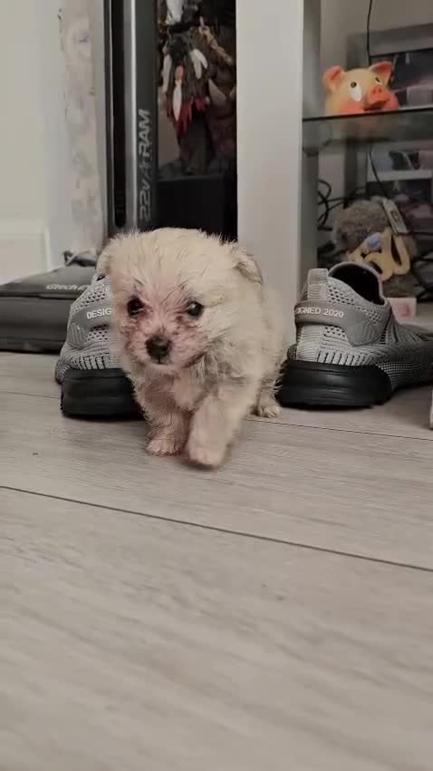 Mixed Breed dogs for sale: 2 pom yorkies  - Video 1