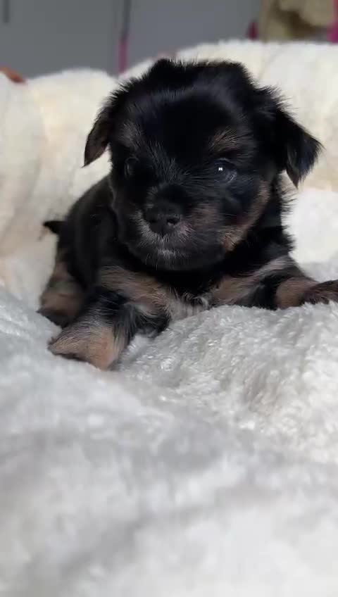 Yorkshire Terrier dogs for sale: DNA tested parents possible Dilution Yorkies  - Video 2