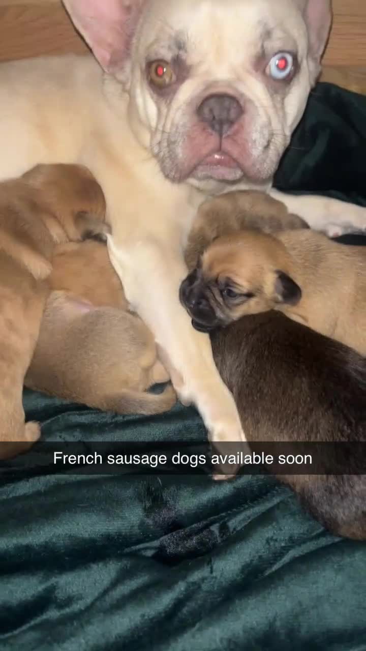 Mixed Breed dogs for sale: French sausage  in Plymouth - Video 3