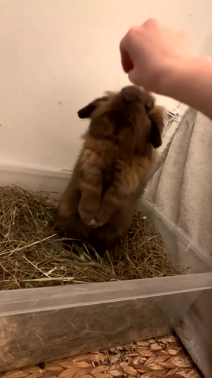 Lionhead rabbits for sale: PUMPKIN⭐️ - Video 1