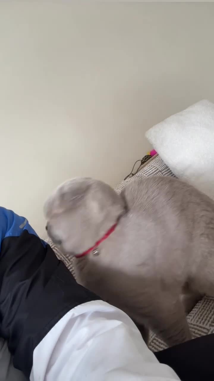 Scottish Fold cats for sale: Jayjay in Bristol - Video 4