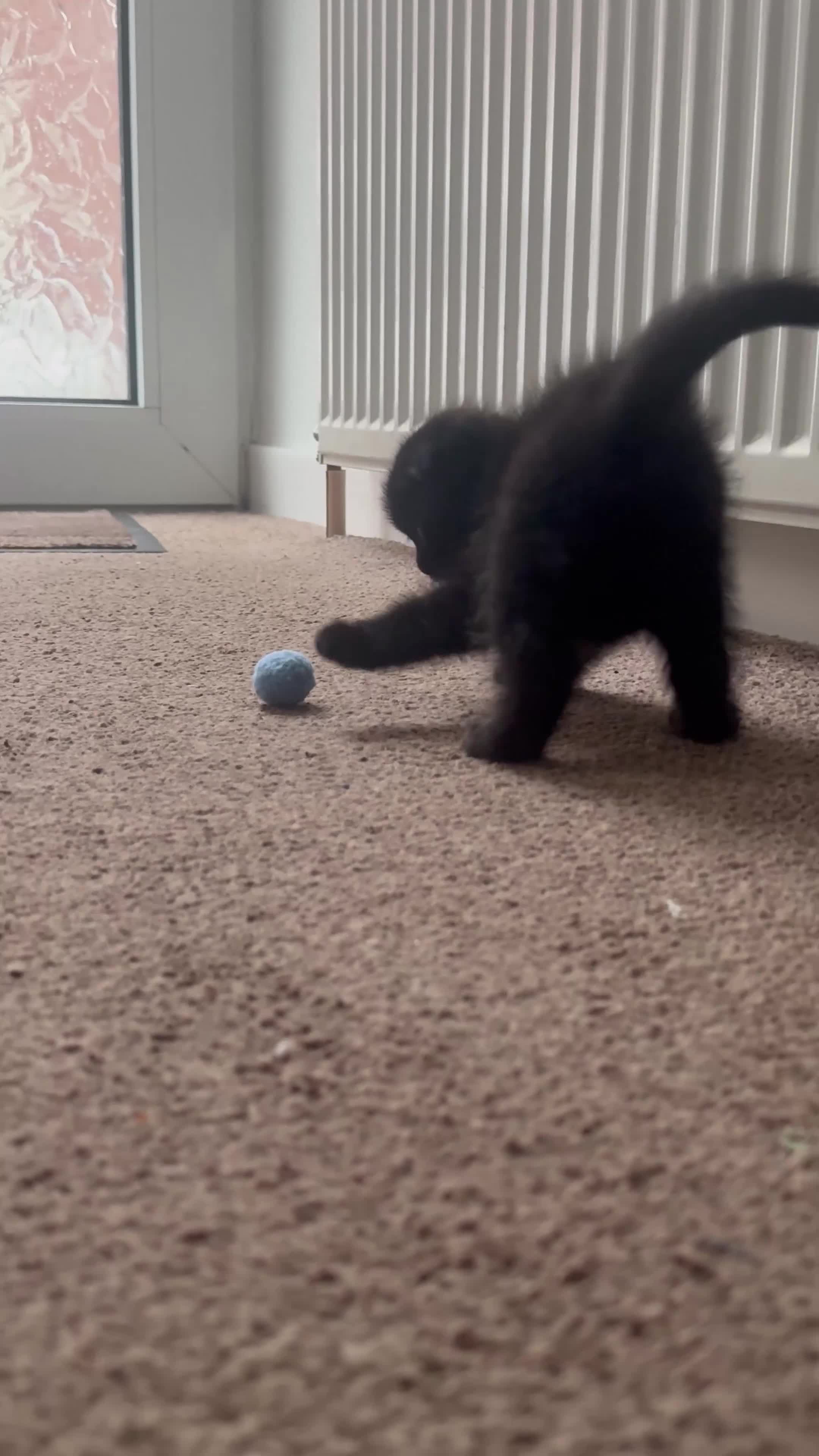 Scottish Fold cats for sale: Beautiful Black Scottish Fold Kitten  in Leyland - Video 1