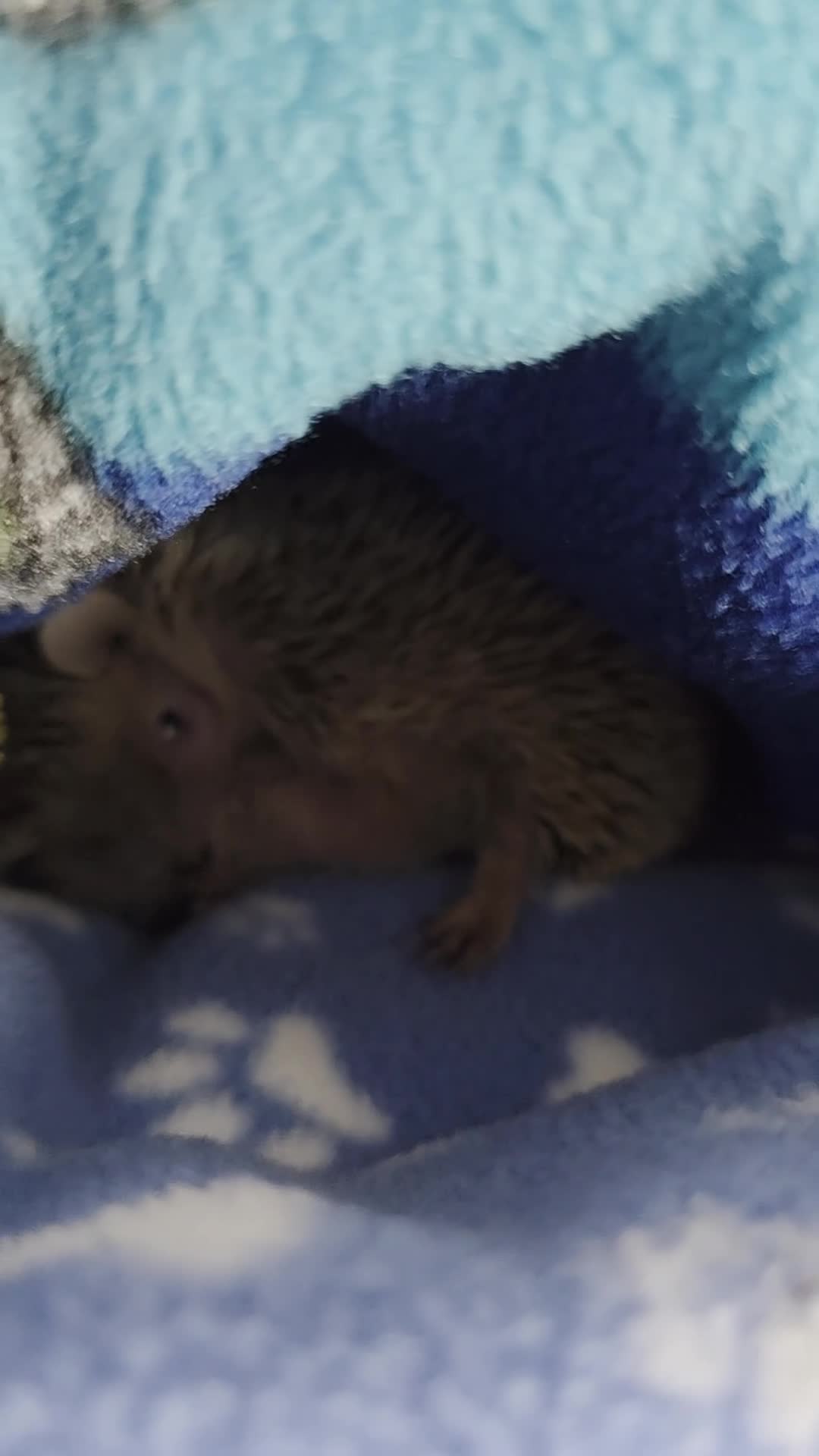Pygmy Hedgehog rodents for sale: lesser tenerc  - Video 1