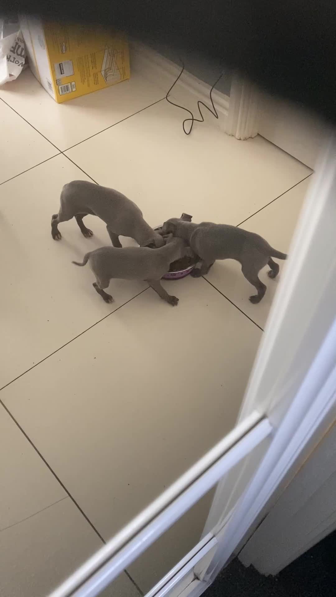 Italian Greyhound dogs for sale: X4 blue Italian greyhound dogs for sale  - Video 2