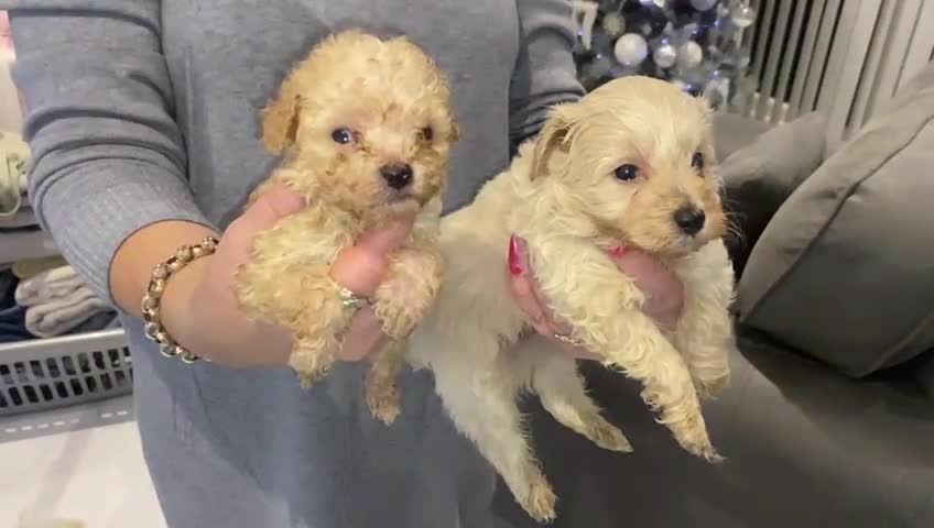 Maltipoo dogs for sale: Miniature multipoint puppies - Video 1