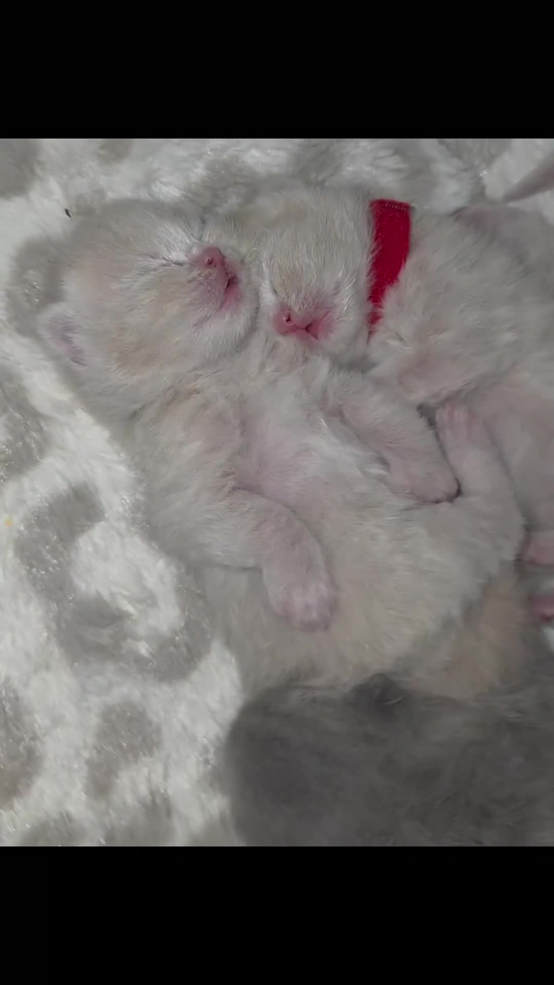 British Shorthair cats for sale: ✨ GCCF Registered Pedigree British Shorthairs - Video 2