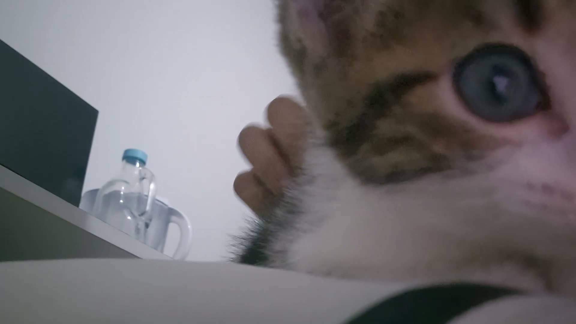 Mixed Breed cats for sale: Adorable factionate tabby boy needing a new home - Video 3