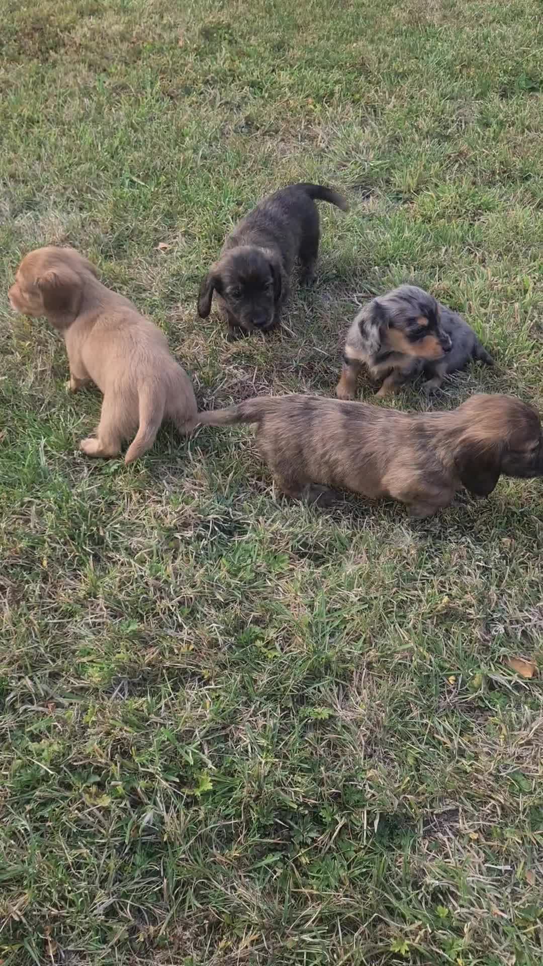 Miniature Dachshund dogs for sale: Miniature Longhaired Dachshund Puppies  - Video 2