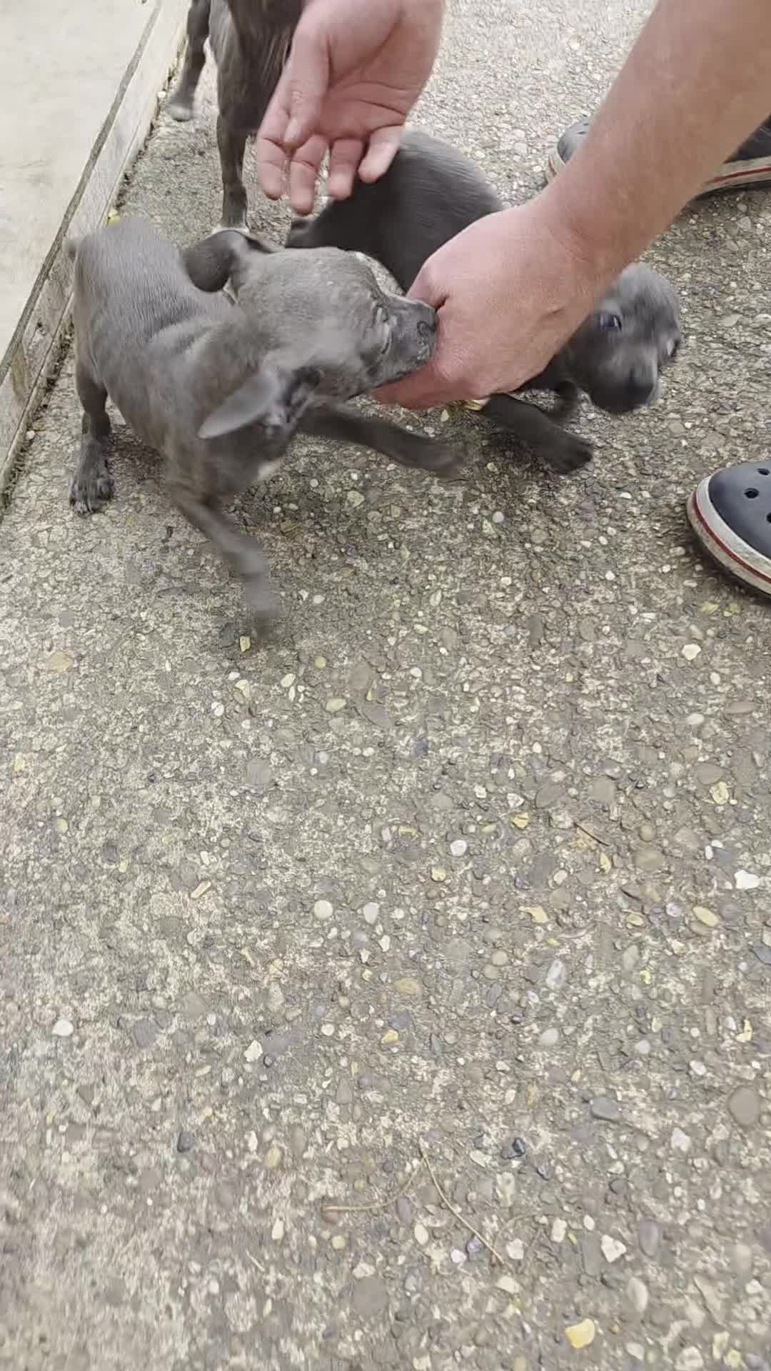 American Bull Staffy dogs for sale: Staffy puppies 🐶  - Video 1